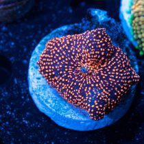 Orange spot interstellar mushroom coral
