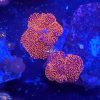 Orange spot interstellar mushroom coral