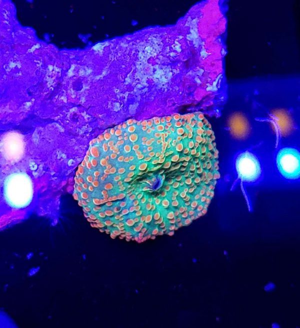 Rainbow interstellar mushroom coral