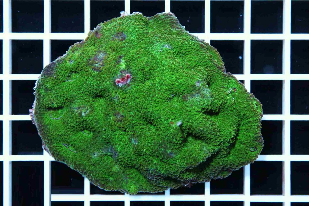 Acan Brain Coral