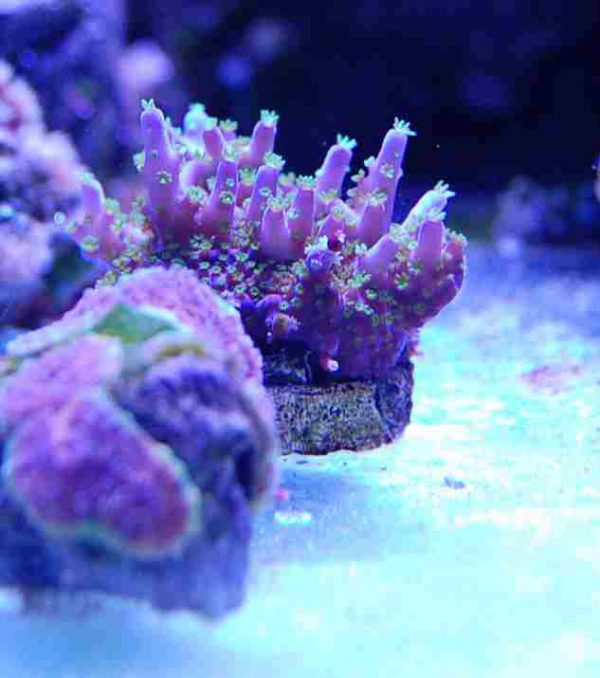 Purple Bonsai Acropora