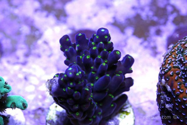 Purple Bonsai Acropora