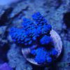 مرجان اکروپورا تنوئس آبی Acropora tenuis Blue