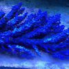 مرجان اکروپورا تنوئس آبی Acropora tenuis Blue