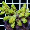 Acropora tenuis Yellow