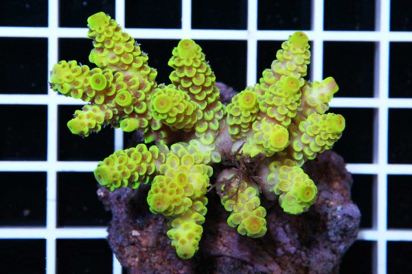 Acropora tenuis Yellow