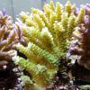 Acropora tenuis Yellow