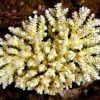 Acropora tenuis Yellow