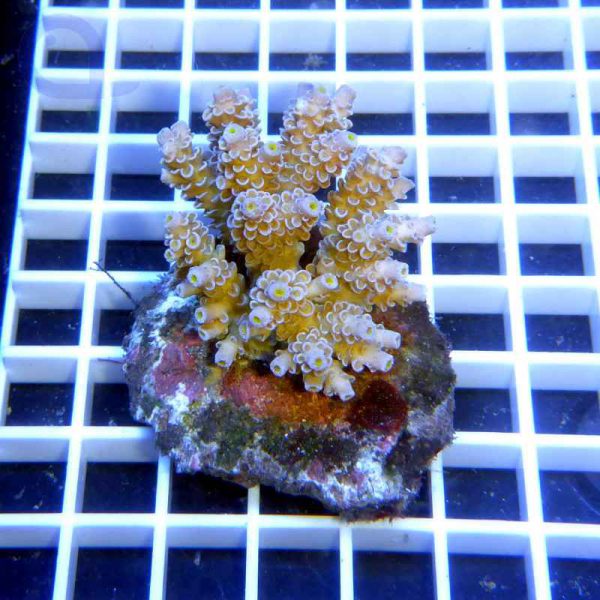 Acropora tenuis Yellow