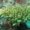 Acropora tenuis Yellow