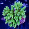 مرجان اکروپورا تنوئس سبز Acropora tenuis green
