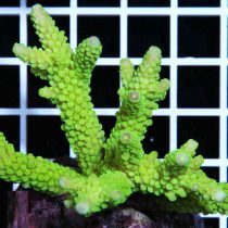 Acropora Formosa Green neon