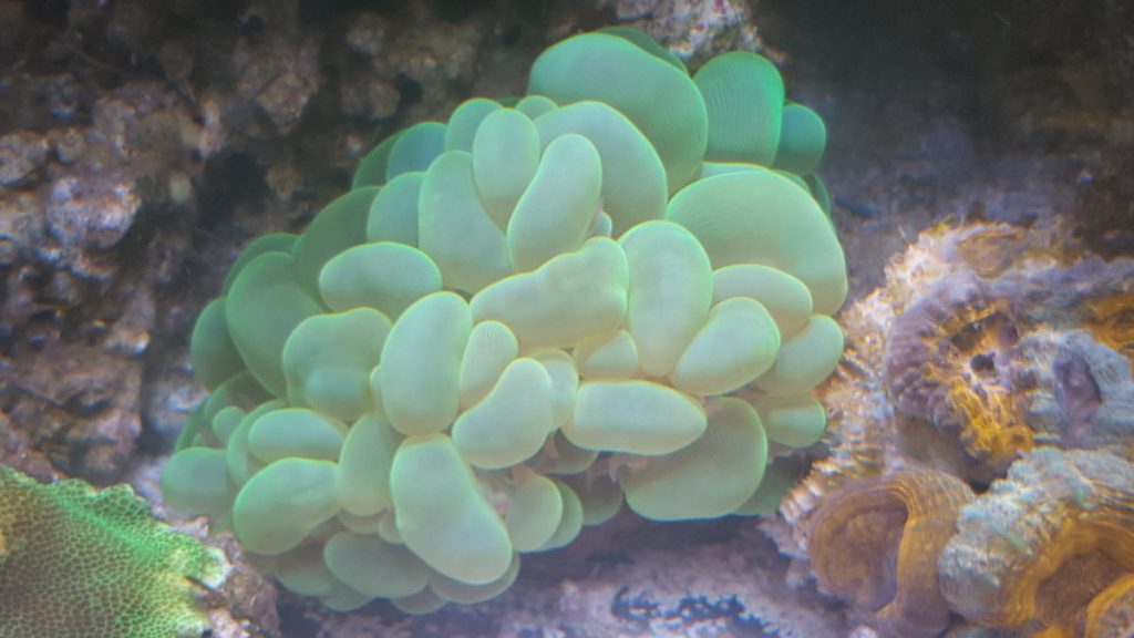 Green Bubble Coral