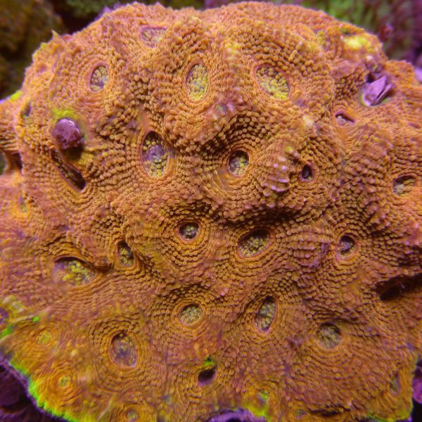 Orange Acan Brain Coral