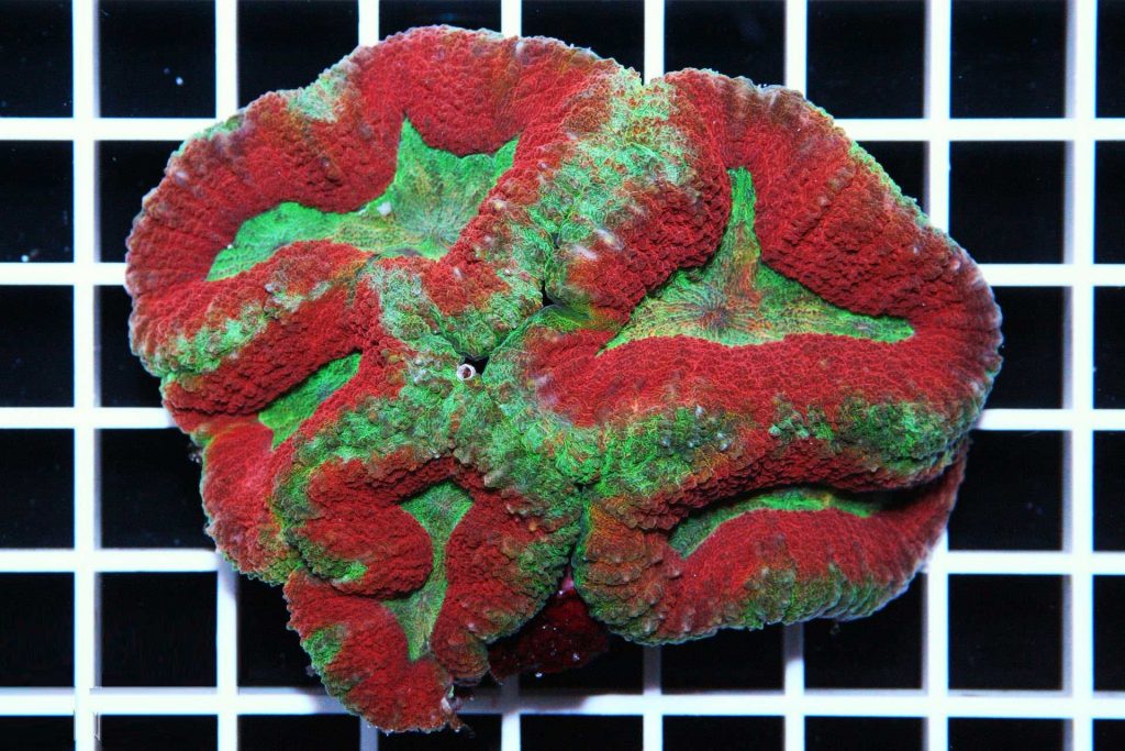 Red & green Lobophyllia Brain Coral