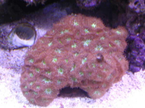 Purple Big Polyp Blastomussa Coral