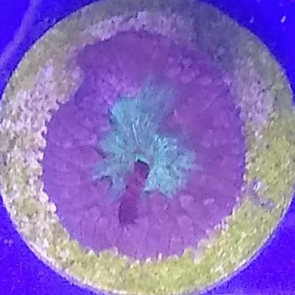 Purple Big Polyp Blastomussa Coral