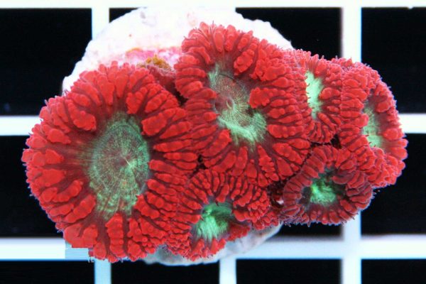 مرجان بلاستاموسا قرمز و سبز