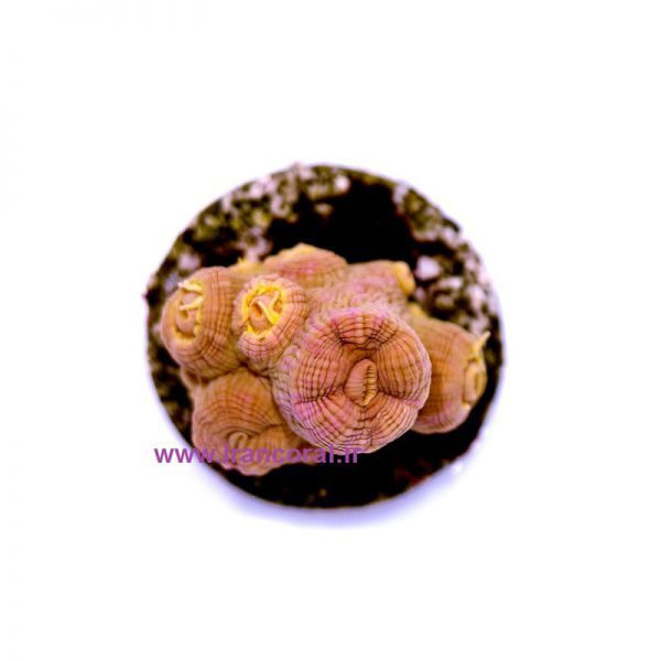 Sun Coral Tubastrea
