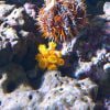 Sun Coral Tubastrea