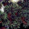 Tubastrea micrantha black
