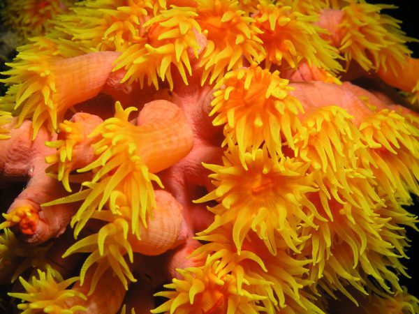Tube Coral, Orange