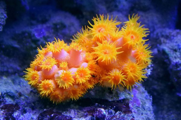 Tube Coral, Orange