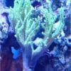 Green Kenya Tree Coral