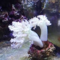 Kenya Tree Coral