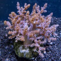 Pink Kenya Tree Coral