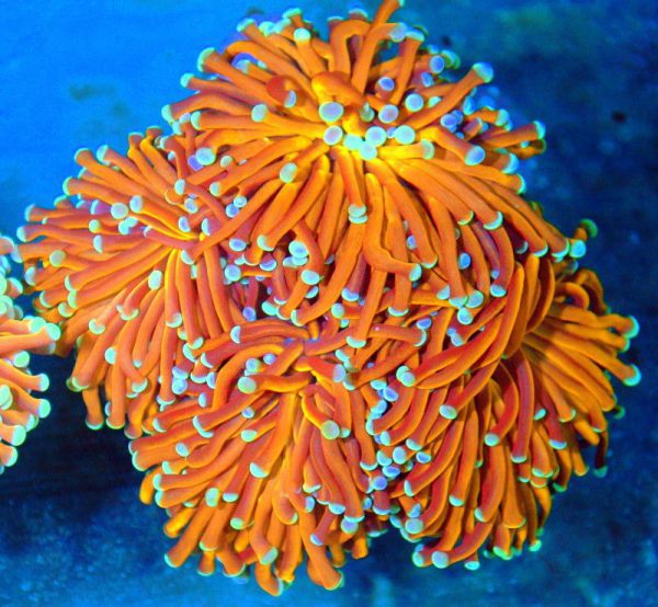 Orange Torch Coral
