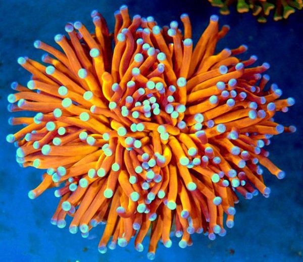 Orange Torch Coral