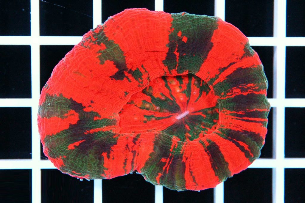 Australian Scolymia Coral “bleeding apple reverse”