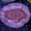 Scolymia australis Purple
