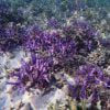purple Montipora digitata