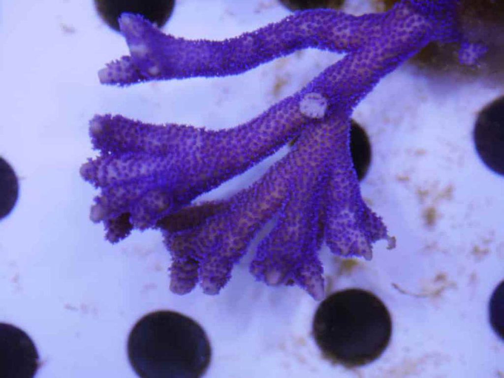 purple Montipora digitata