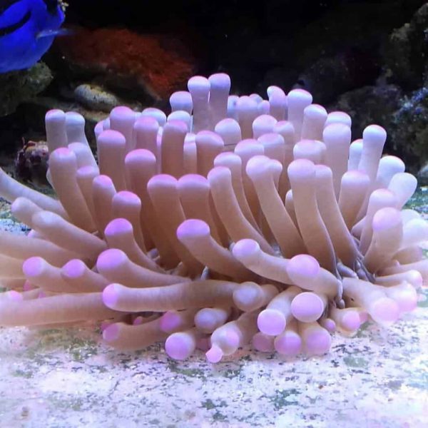 Long Tentacle Plate Coral