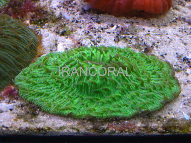 مرجان دیسکی پلیپ کوتاه سبز نئون