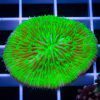 fluo green Fungia sp