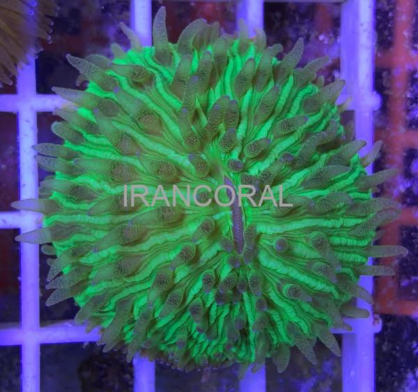 مرجان دیسکی پلیپ کوتاه سبز نئون