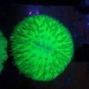 fluo green Fungia sp
