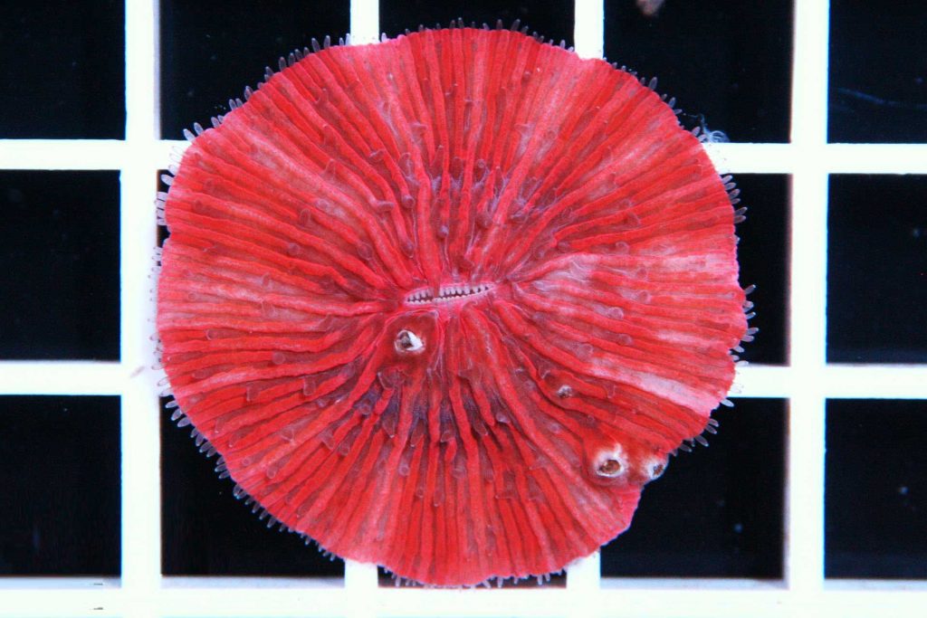 مرجان دیسکی پلیپ کوتاه قرمز