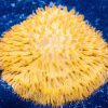 Short Polyp Plate Coral Orange