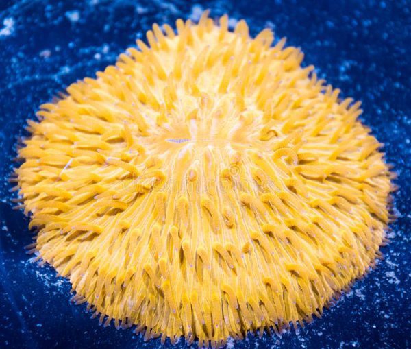 Short Polyp Plate Coral Orange