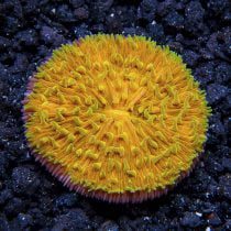 Short Polyp Plate Coral Orange with Green Polyps