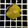 Yellow Leather Coral