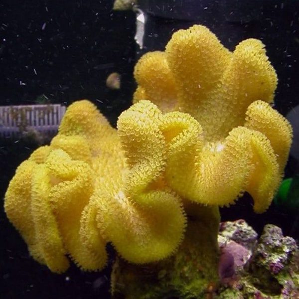 Yellow Leather Coral