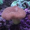 Hard Leather Mushroom Coral