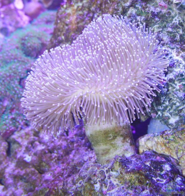 Soft Leather Mushroom Coral