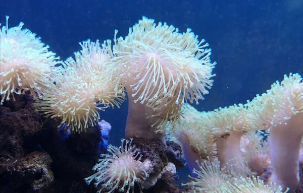 Soft Leather Mushroom Coral